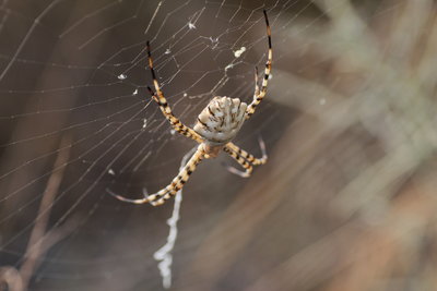 U 2017.08.07 IMG_7968 Argiope lobata, Lobed Wasp Spider, MP1 g.jpg