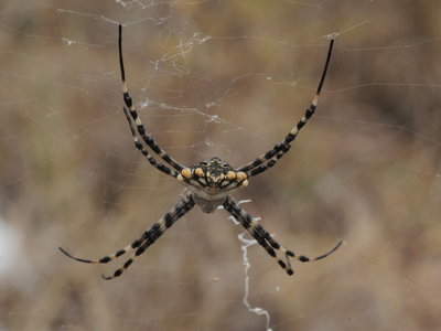 ZL 2017.08.10 IMG_8850 Argiope lobata, Lobed Wasp Spider, Cabopino t.jpg