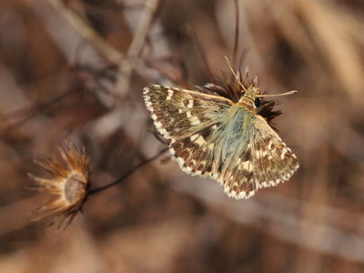 X 2017.08.07 IMG_7984 Pyrgus cirsii, Cinquefoil Skipper, MP1 t.jpg