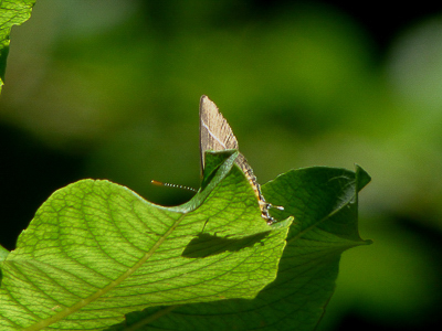 J 2018.07.29 IMG_6522 P1100087 White-letter Hairstreak, woodland walk by WeiBach river, Oberstaufen t.jpg