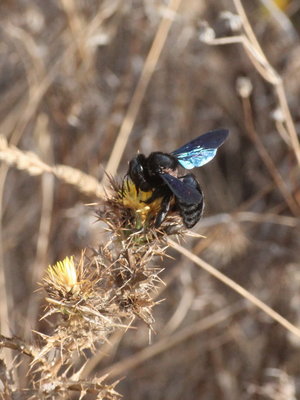 N 2017.08.06 IMG_7887 Xylocopa violacea, Carpenter Bee, MP1 t.jpg