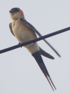 A 2017.08.11 P1030042 Cecropis daurica, Red-rumped Swallow, Las Farolas t.jpg