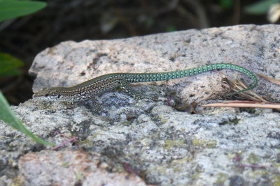 Iberian Wall Lizard (juvenile), Muralla Park, Mijas