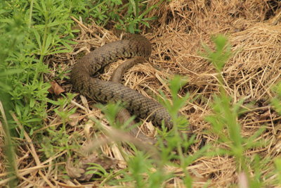 A IMG_6051 Grass Snake sloping off. Whitecross Green Wood.jpg