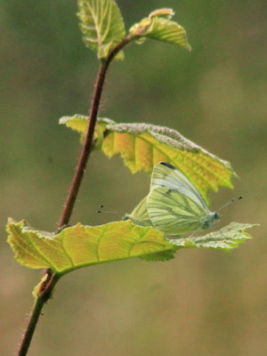 I IMG_6345 Green-veined White, Straits Inclosure, Alice Holt.jpg