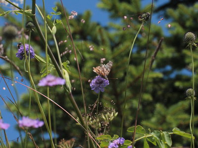 H 2018.07.27 IMG_5982 Painted Lady (very worn), Hochgrat.jpg