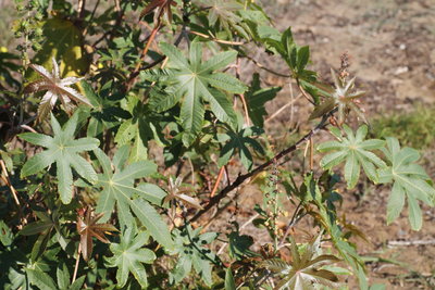 Ricinus communis, Castor oil plant
