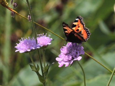 Lots of Small Tortoiseshell up Hochgrat but not seen at lower levels