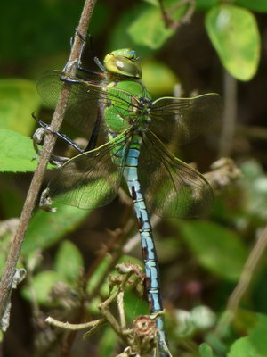 Anax imperator Emperor Dragonfly