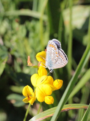 Another closed-wing jobby. Common Blues whilst common were a rare site open-wing