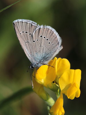 I 2018.07.29 IMG_6177 Cyaniris semiargus, Mazarine Blue (male underside), grass bank nr. Willis, Oberstaufen.jpg