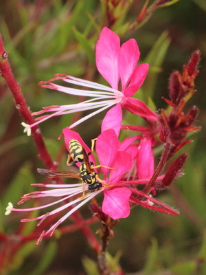 N 2017.08.10 IMG_8605 Polistes sp. wasp, Las Farolas gardens t.jpg