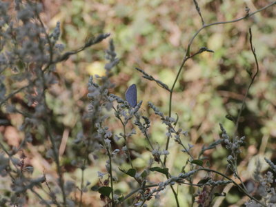 D 2017.08.12 IMG_9040 Holly Blue near Peunte Nuevo, Ronda t.jpg