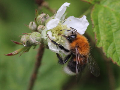 Bombus hypnorum or Tree Bee