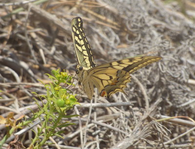 S 2017.08.13 P1030400 Papilio machaon gorganis, Swallowtail, Dunas de Artola o Cabopino t.jpg