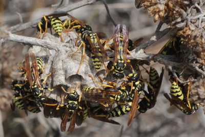W 2017.08.10 IMG_8713 Polistes sp. Paper wasps at nest, Dunas de Artola o Cabopino t.jpg