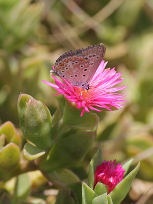 P 2017.08.13 IMG_9158 Common Blue on Ice Plant, Dunas de Artola o Cabopino.jpg