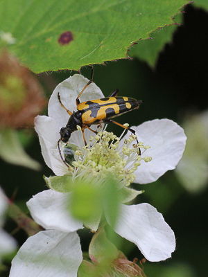 K IMG_9272 Rutpela maculata, Longhorn beetle, Straits Inclosure, Alice holt.jpg