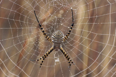 U 2017.08.08 IMG_8299 Argiope trifasciata, Wasp Spider MP1 t.jpg