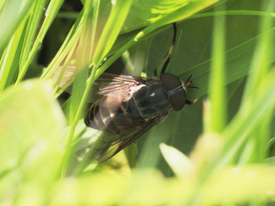 Behemothic Horse Fly. Only a fly ...but a Big one