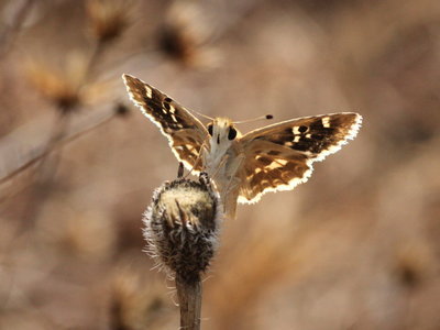 Z 2017.08.07 IMG_7997 Pyrgus cirsii, Cinquefoil Skipper, MP1 t.jpg