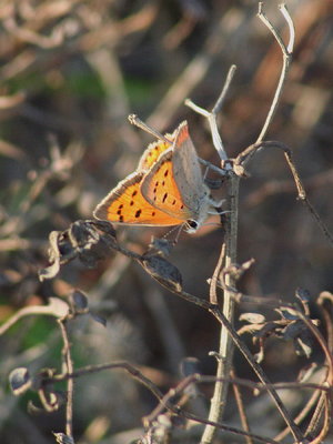 R 2015.12.30 IMG_8857 IMG_9745 Small Copper last butterfly of the day t.jpg