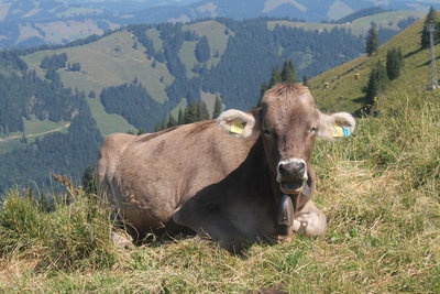 Brown cattle of Alpine regions.