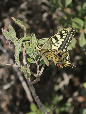 Z 2017.08.13 IMG_9256 Papilio machon gorganus, Swallowtail, Dunas de Artola o Cabopino t.jpg