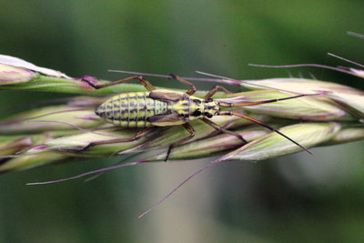 Leptopterna dolabrata or ferrugata, Myrid bug nymph