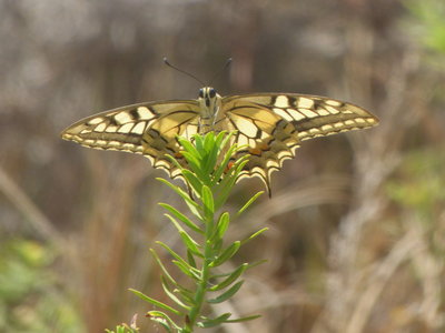 U 2017.08.13 P1030407 Papilio machaon gorganis, Swallowtail, Dunas de Artola o Cabopino t.jpg