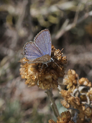 L 2017.08.07 IMG_8128 Polyommatus icarus, Common Blue (male), Dunas de Artola o Cabopino, Marbella g t.jpg