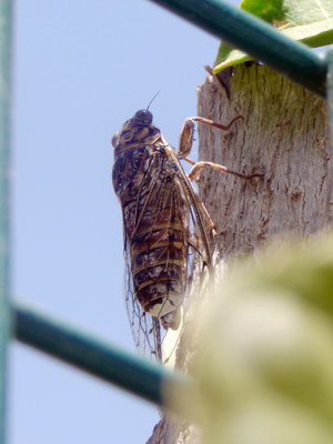 A 2017.08.05 P1020346 Cicada sp. (orni), Outside Santa Cruz reception area, CLC Fuengirola t.jpg