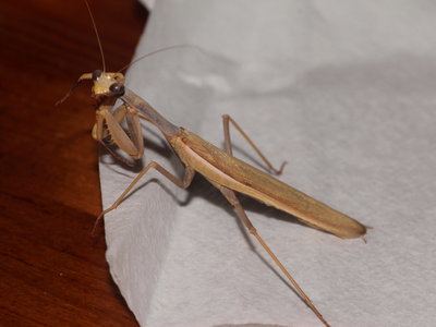 ZC 2017.08.13 IMG_9282 Mantis religiosa, Apartment 4 Las Farolas t.jpg