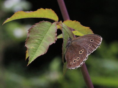 E IMG_8852 Ringlet, Straits Inclosure, Alice holt.jpg