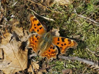 IMG_4824 Polygonia c-album, Comma, Bronze-age Burial ground g t.jpg