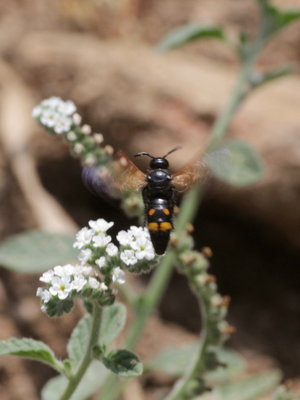 P 2017.08.19 IMG_9999 Scolid Wasp, MP2.jpg