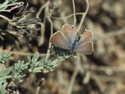 K 2016.01.01 IMG_9896 Long-tailed Blue (female), Dunas de Artola o Cabopino.jpg