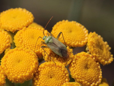 Common Green Capsid on Tansy