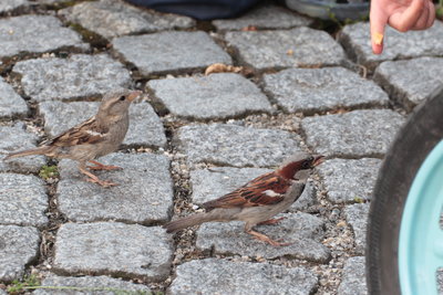 House Sparrows were bold here and could be hand fed