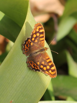 C 2015.12.26 IMG_8152 Parage aegeria aegeria, Speckled Wood, Zachary's, CLC, Fuengirola.jpg