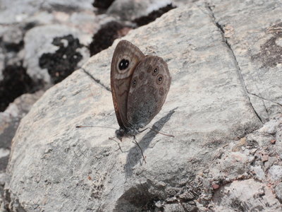 C 2018.07.27 IMG_5958 Lasiommata maera, Large Wall Brown, Hochgrat ti.jpg