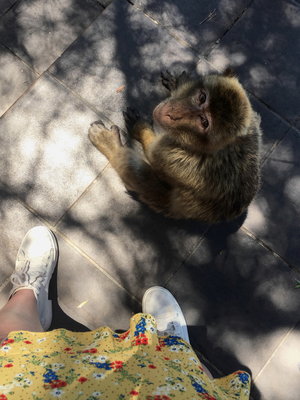 ZA 2017.08. 09_123400613_iOS Barbary Macaque looking up at my daugther taking the pic, Rock of Gibraltar.jpg