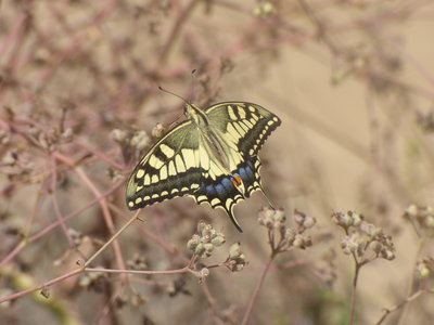 X 2017.08.13 P1030421 Papilio machaon gorganis, Swallowtail, Dunas de Artola o Cabopino g.jpg