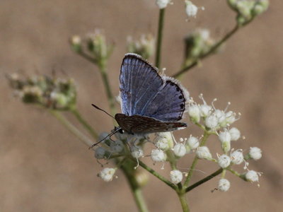 G 2017.08.07 IMG_8084 Polyommatus icarus, Common Blue (male), Dunas de Artola o Cabopino, Marbella g t02.jpg