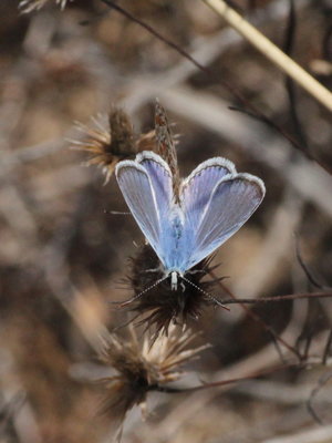 R 2017.08.10 IMG_8666 Polyommatus icarus Common Blue (mating), Dunas de Artola o Cabopino.jpg