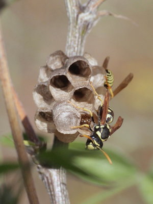 I 2017.08.12 IMG_9018 Paper wasp nest, MP2 t.jpg