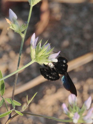 A 2017.08.10 IMG_8478 Carpenter Bee, MP2 t.jpg