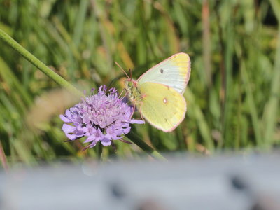 A 2018.07.27 IMG_5801 Colias phicomone or alfacariensis. Mountain or Berger's Clouded Yellow, Hochbrat t.jpg