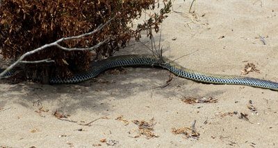 ZF 2017.08.10 IMG_8791 Malpolon monspessulanus, Montpellier Snake (moving across the sand), Dunas de Artola o Cabopino.jpg