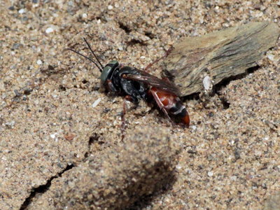 X IMG_8720 Tachytes sp. Predatory ground wasp, Dunas de Artola o Cabopino.jpg